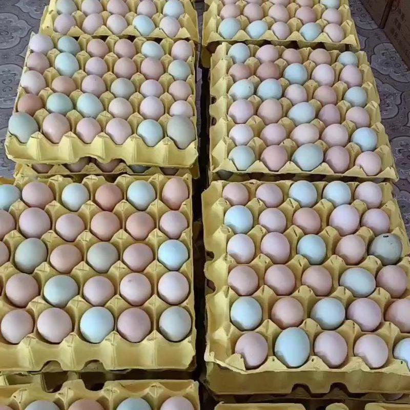 精品农家土鸡蛋，双色，蛋清稠，蛋黄大，自产自销，诚信经营
