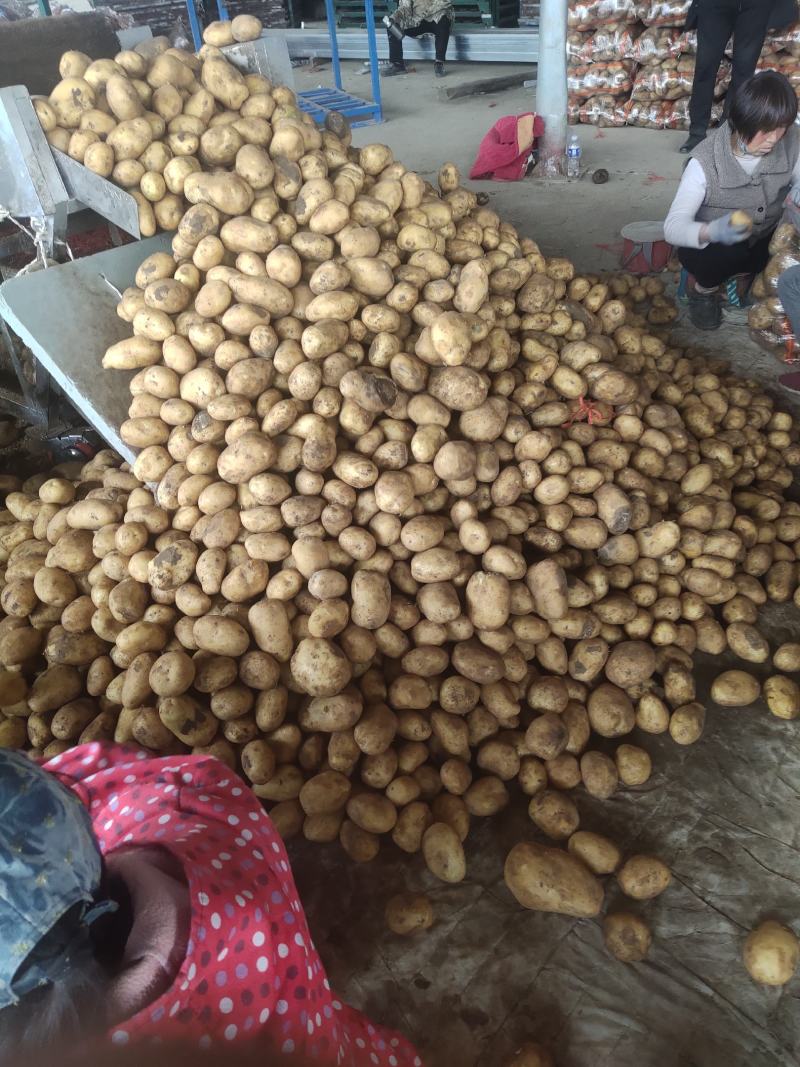 精品黄心土豆，4两起步.大量出售出货量大