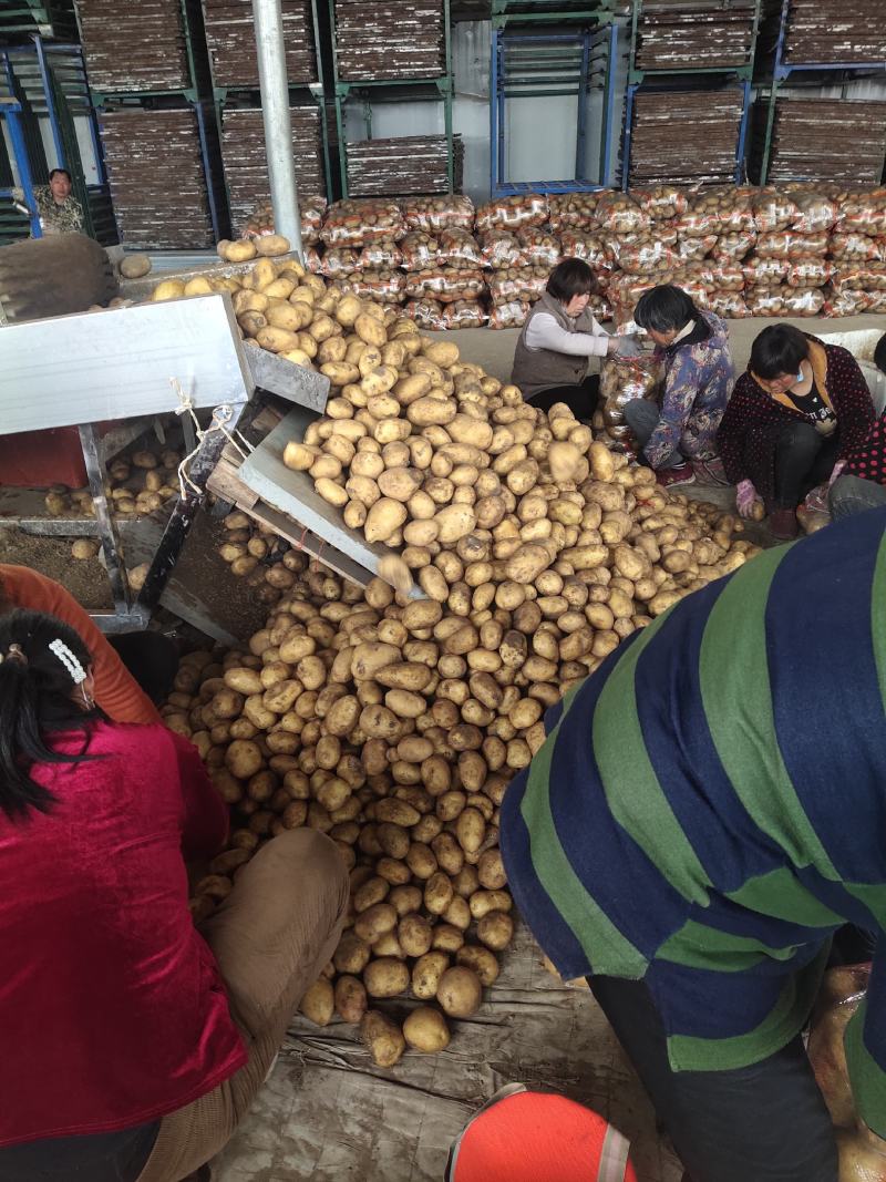 精品黄心土豆，4两起步.大量出售出货量大