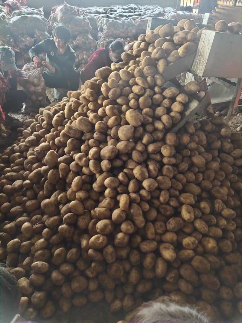 精品黄心土豆，4两起步.大量出售出货量大