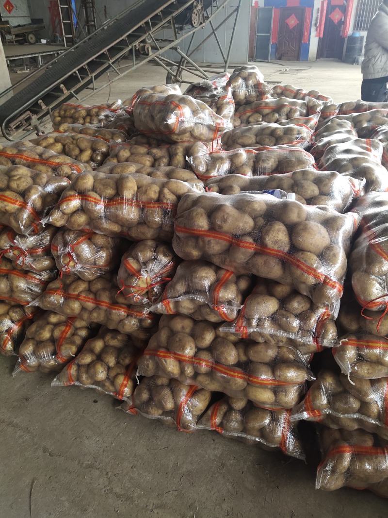 精品黄心土豆，4两起步.大量出售出货量大