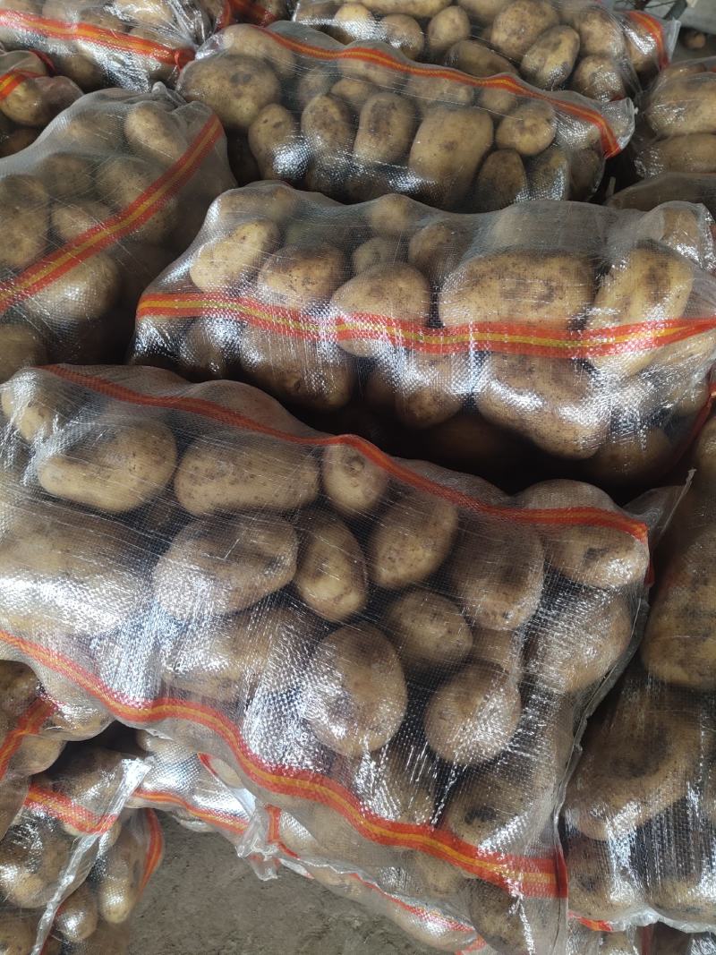 精品黄心土豆，4两起步.大量出售出货量大