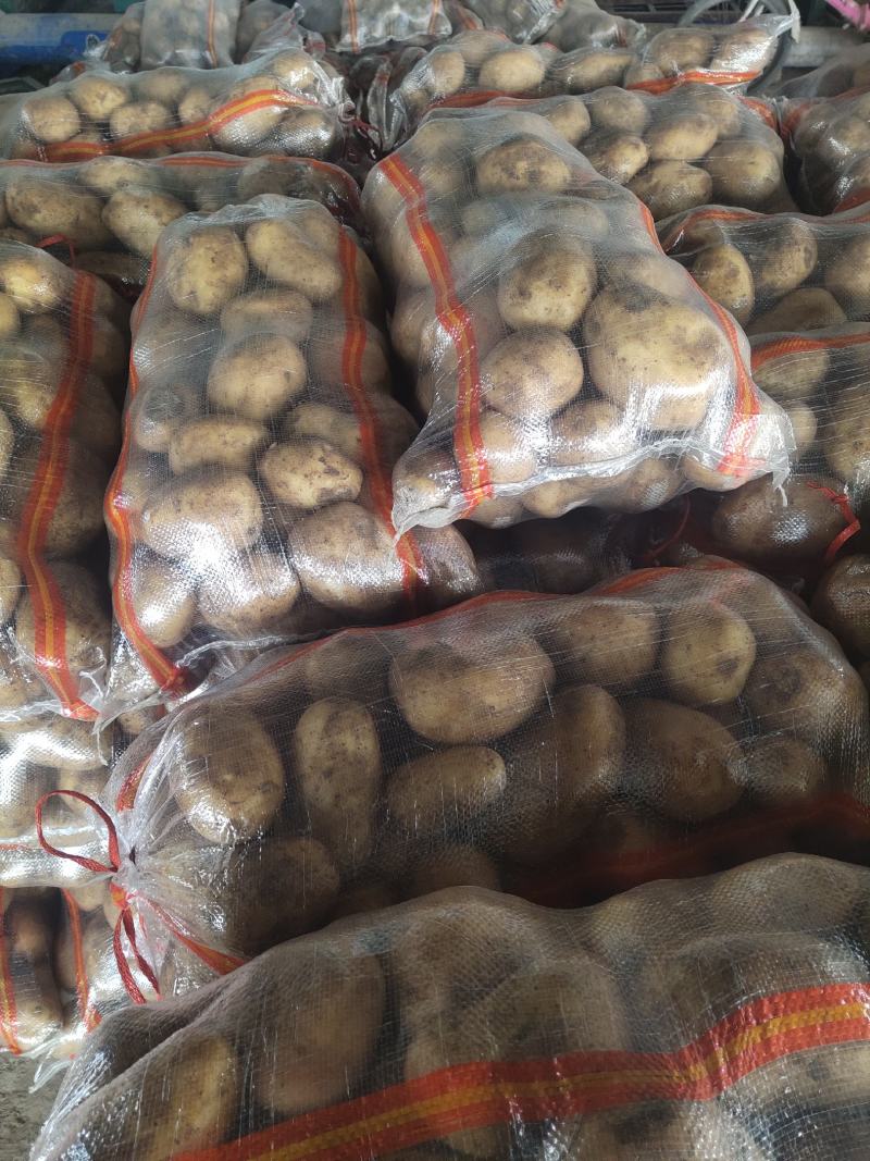精品黄心土豆，4两起步.大量出售出货量大