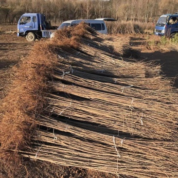 自家大量2年生白榆出售，1.8-2米高。
