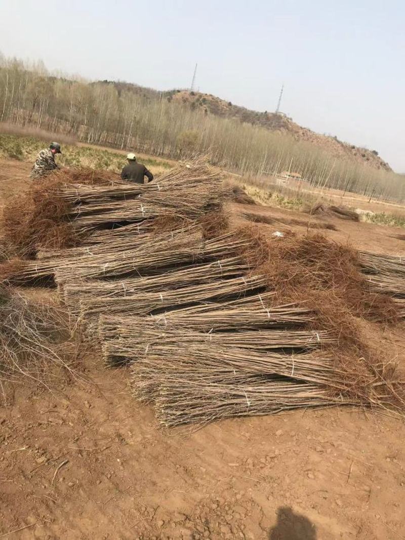 自家大量2年生白榆出售，1.8-2米高。
