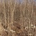 自家大量2年生白榆出售，1.8-2米高。