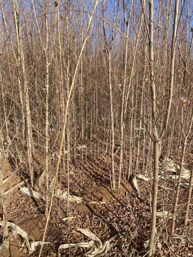 自家大量2年生白榆出售，1.8-2米高。