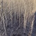 自家大量2年生白榆出售，1.8-2米高。