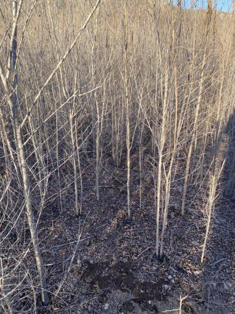 自家大量2年生白榆出售，1.8-2米高。