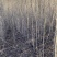 自家大量2年生白榆出售，1.8-2米高。