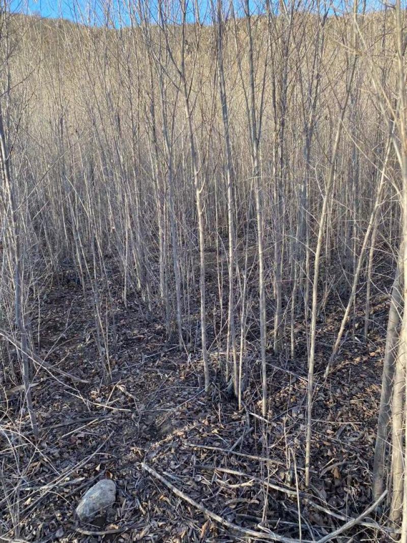 自家大量2年生白榆出售，1.8-2米高。