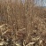 自家大量2年生白榆出售，1.8-2米高。
