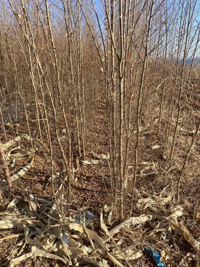 自家大量2年生白榆出售，1.8-2米高。