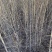 自家大量2年生白榆出售，1.8-2米高。