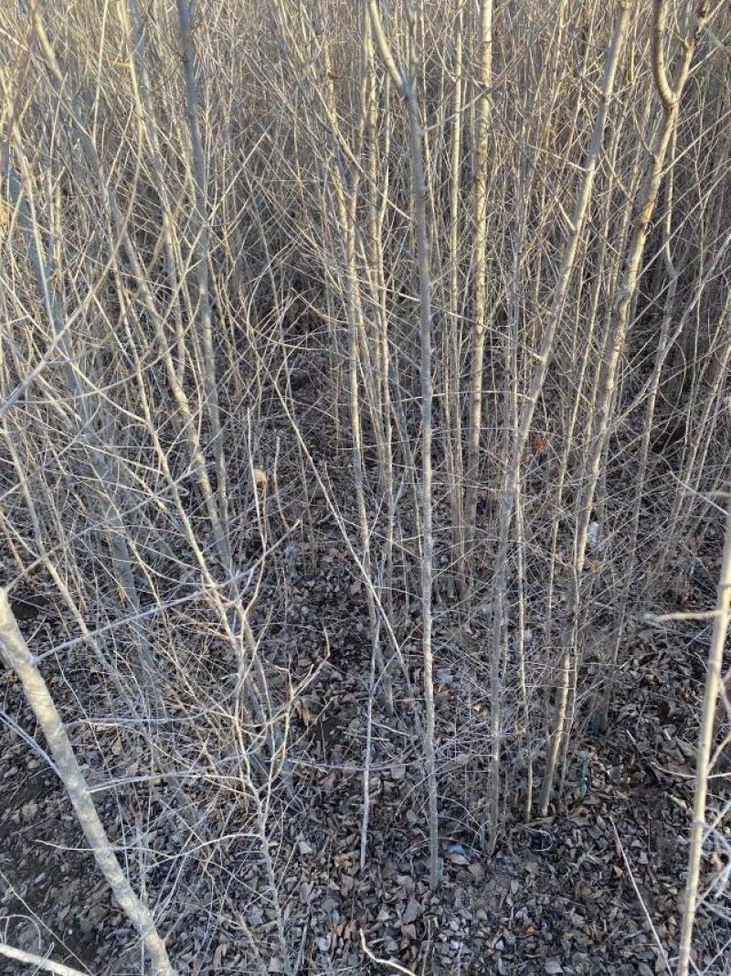 自家大量2年生白榆出售，1.8-2米高。