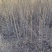 自家大量2年生白榆出售，1.8-2米高。