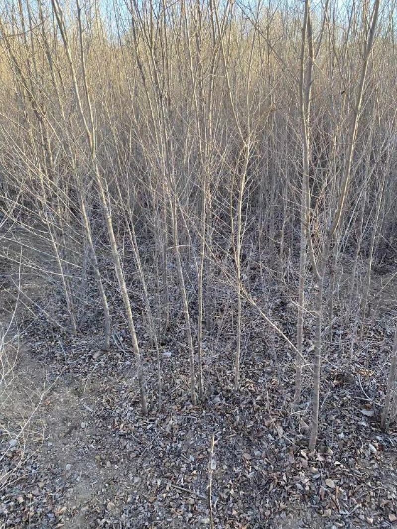 自家大量2年生白榆出售，1.8-2米高。