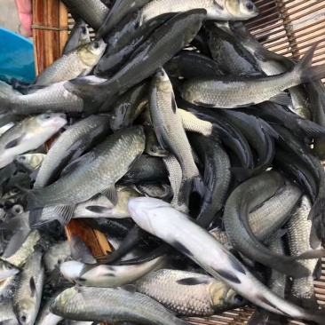 湖北青鱼