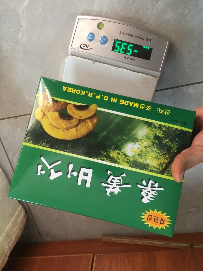 包邮野生桑黄丁香桑黄（朝鲜桑黄）500克一盒一盒起批发