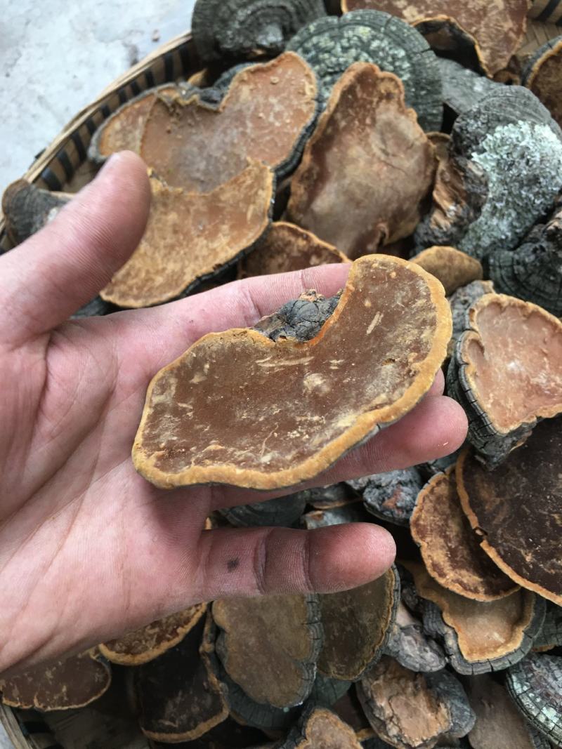 包邮野生桑黄丁香桑黄（朝鲜桑黄）500克一盒一盒起批发