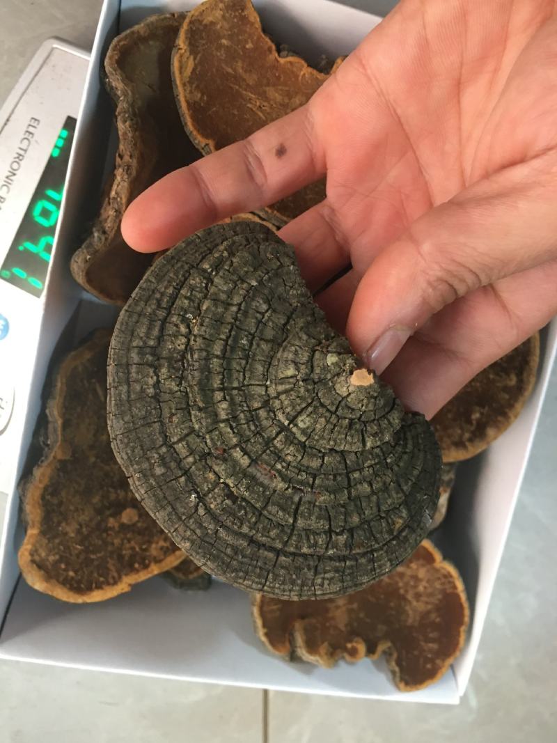 包邮野生桑黄丁香桑黄（朝鲜桑黄）500克一盒一盒起批发