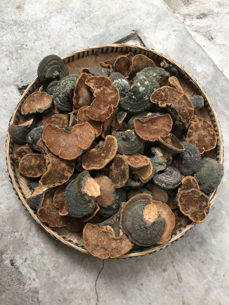 包邮野生桑黄丁香桑黄（朝鲜桑黄）500克一盒一盒起批发