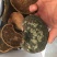 包邮野生桑黄丁香桑黄（朝鲜桑黄）500克一盒一盒起批发