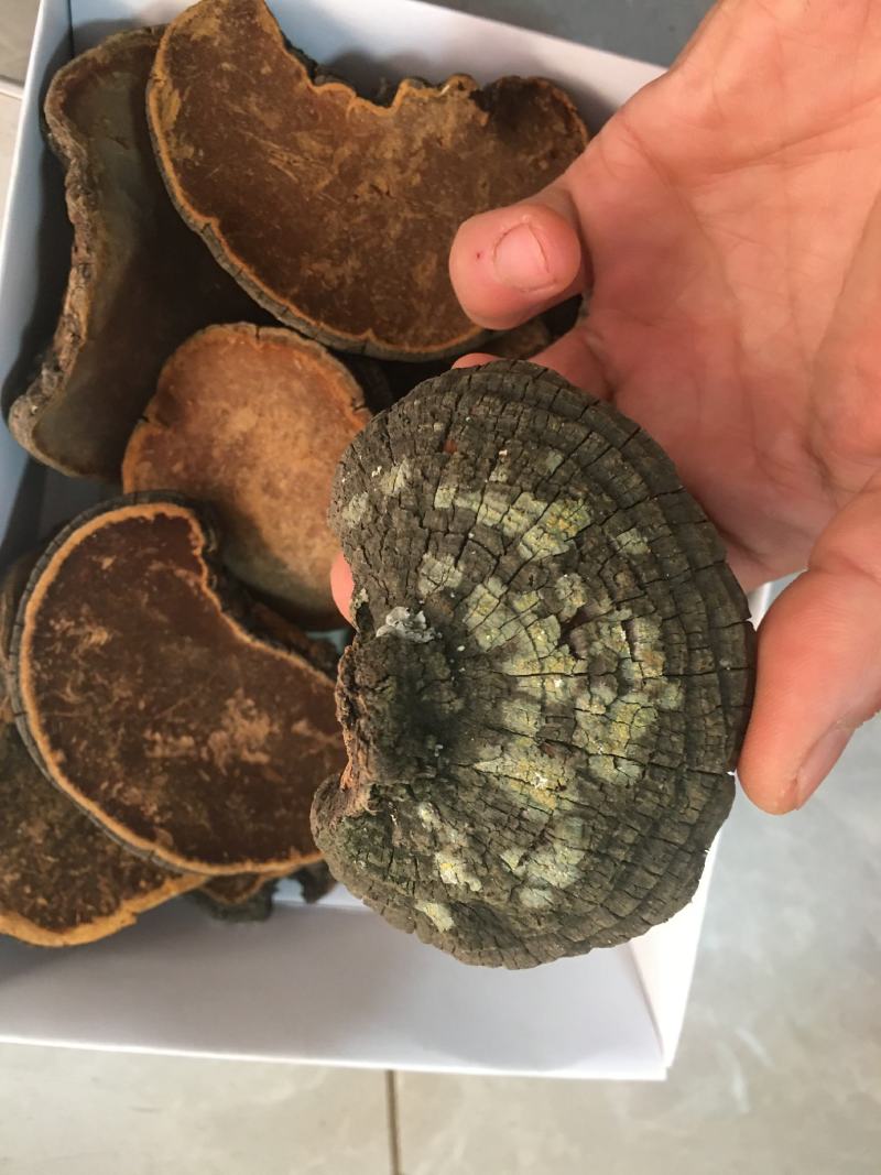 包邮野生桑黄丁香桑黄（朝鲜桑黄）500克一盒一盒起批发