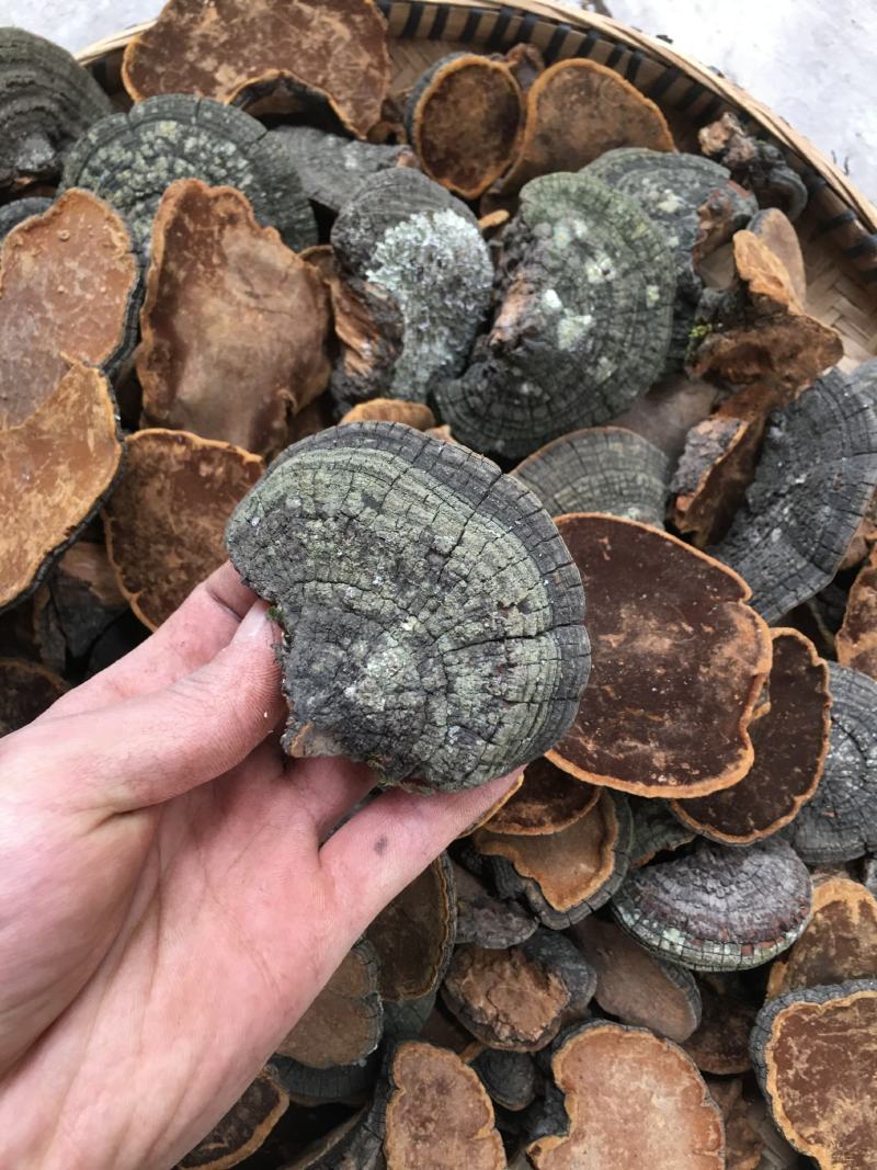 包邮野生桑黄丁香桑黄（朝鲜桑黄）500克一盒一盒起批发