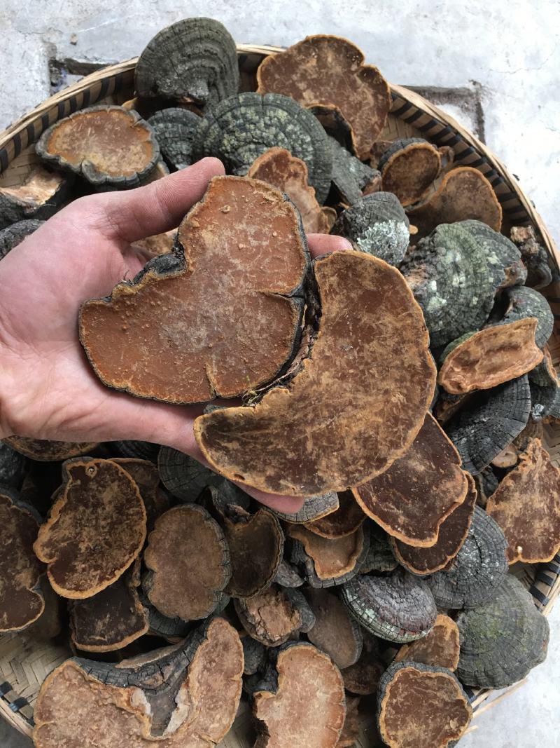 包邮野生桑黄丁香桑黄（朝鲜桑黄）500克一盒一盒起批发