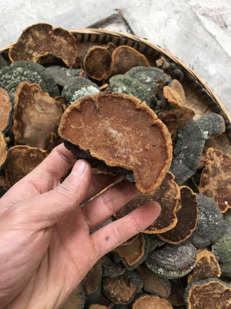 包邮野生桑黄丁香桑黄（朝鲜桑黄）500克一盒一盒起批发