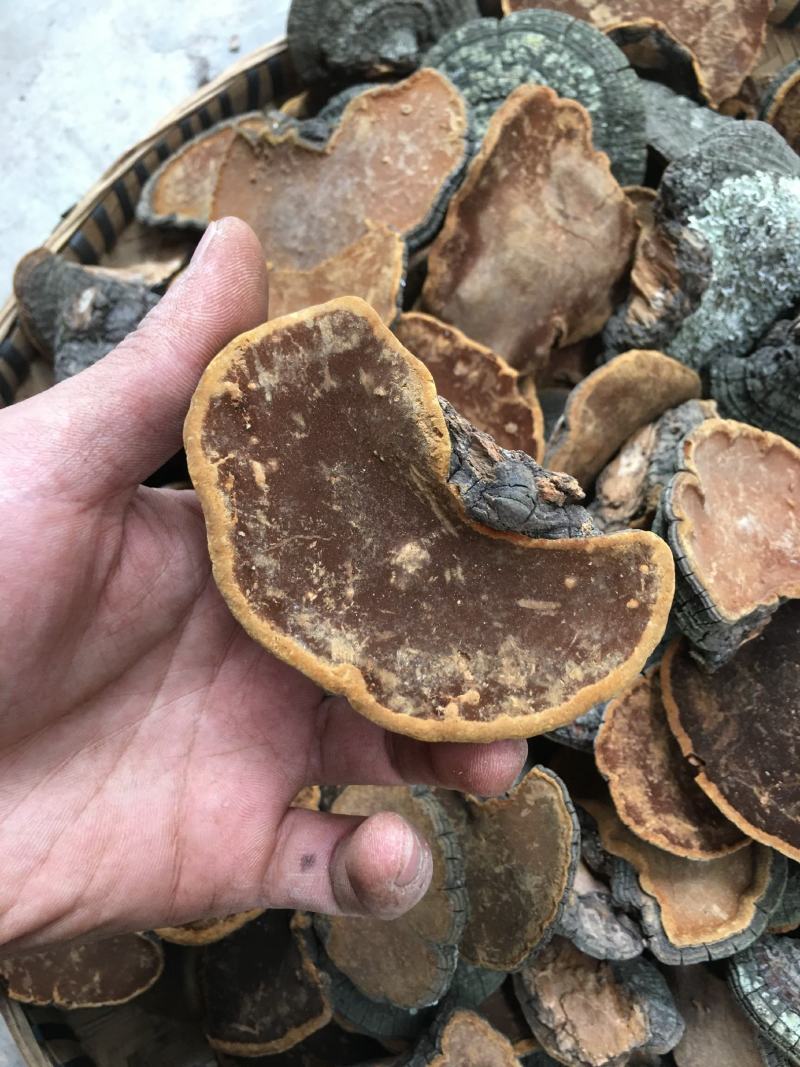 包邮野生桑黄丁香桑黄（朝鲜桑黄）500克一盒一盒起批发