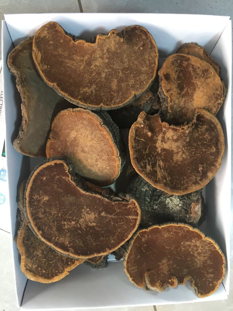 包邮野生桑黄丁香桑黄（朝鲜桑黄）500克一盒一盒起批发