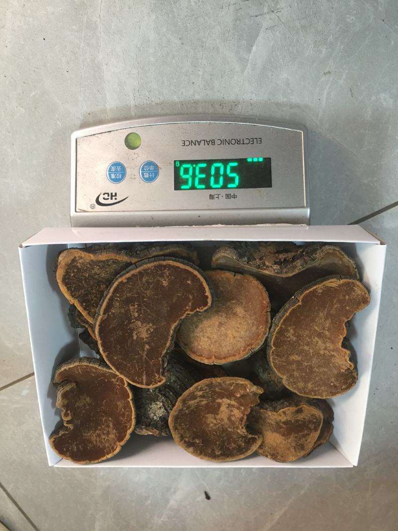 包邮野生桑黄丁香桑黄（朝鲜桑黄）500克一盒一盒起批发