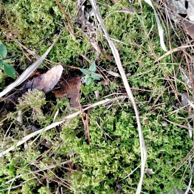 野生藓苔，种植兰花，覆盖在上面，保湿，防寒冷