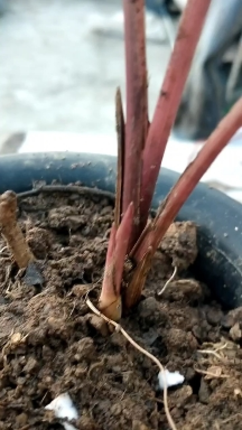 野生藓苔，种植兰花，覆盖在上面，保湿，防寒冷