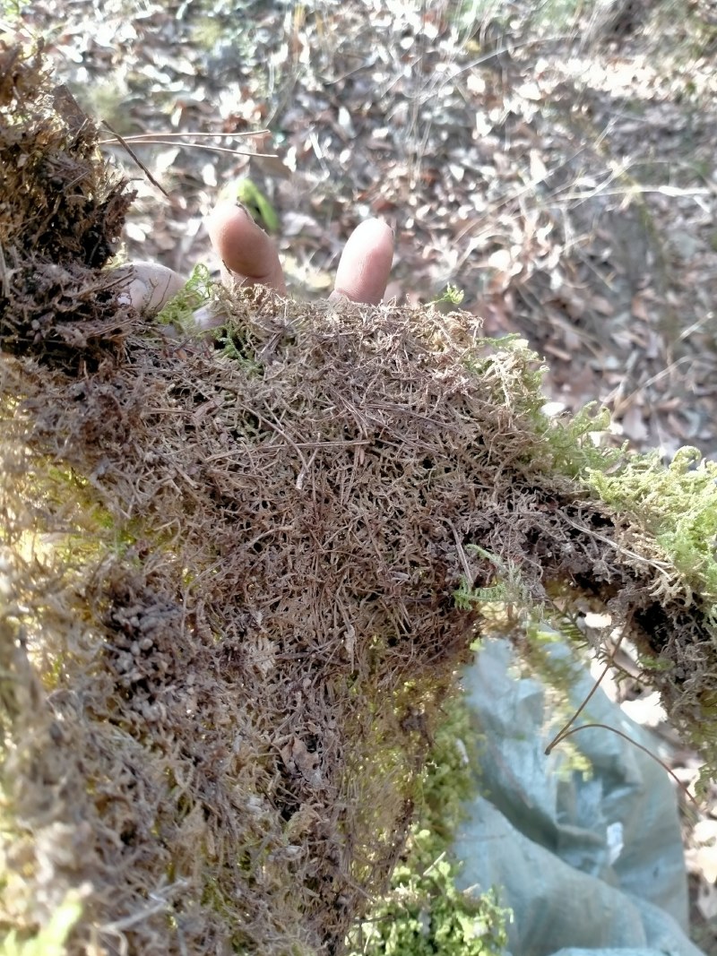 野生藓苔，种植兰花，覆盖在上面，保湿，防寒冷