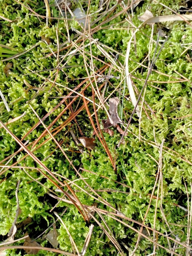 野生藓苔，种植兰花，覆盖在上面，保湿，防寒冷