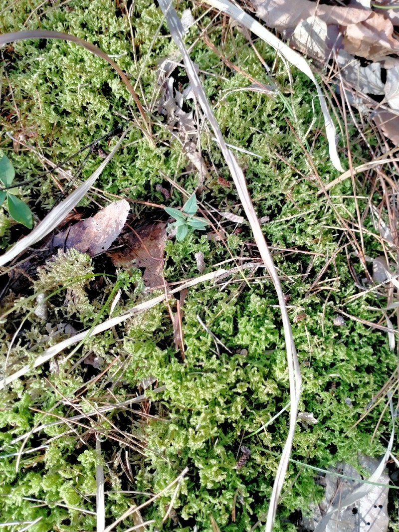 野生藓苔，种植兰花，覆盖在上面，保湿，防寒冷