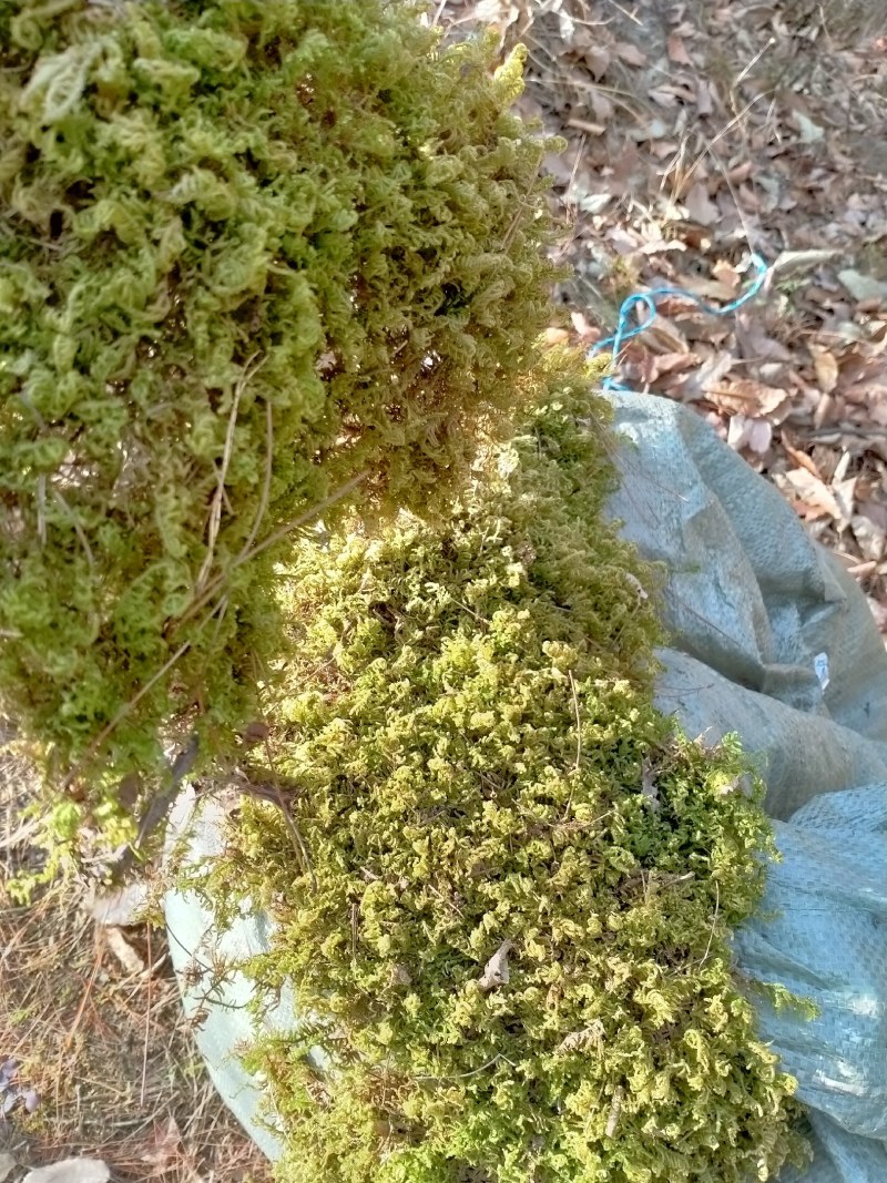 野生藓苔，种植兰花，覆盖在上面，保湿，防寒冷