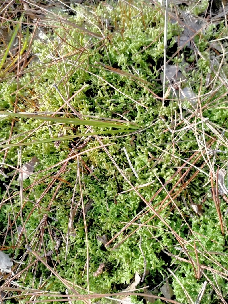 野生藓苔，种植兰花，覆盖在上面，保湿，防寒冷