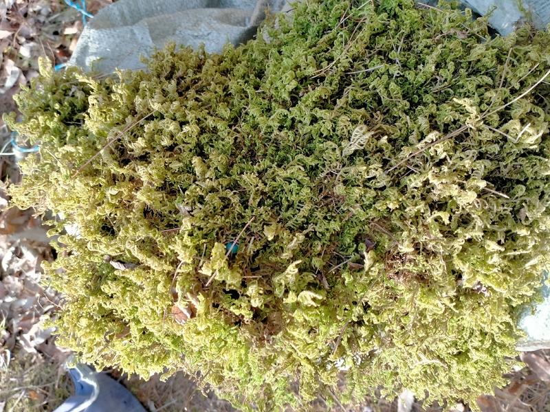 野生藓苔，种植兰花，覆盖在上面，保湿，防寒冷