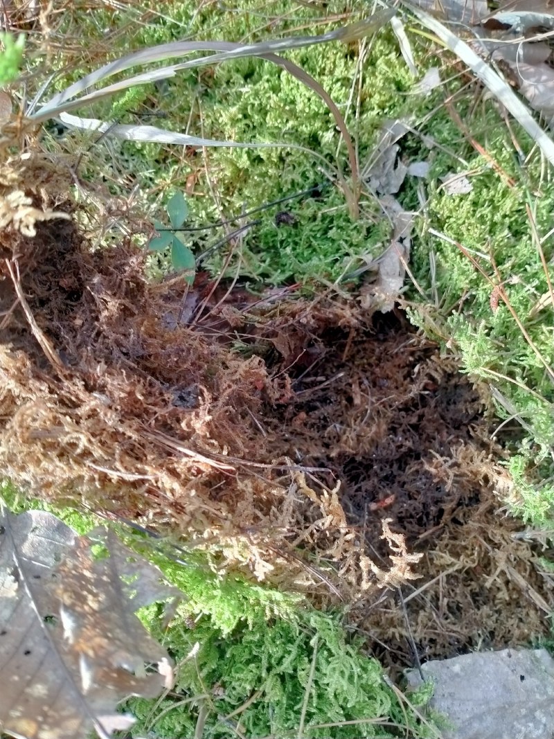 野生藓苔，种植兰花，覆盖在上面，保湿，防寒冷