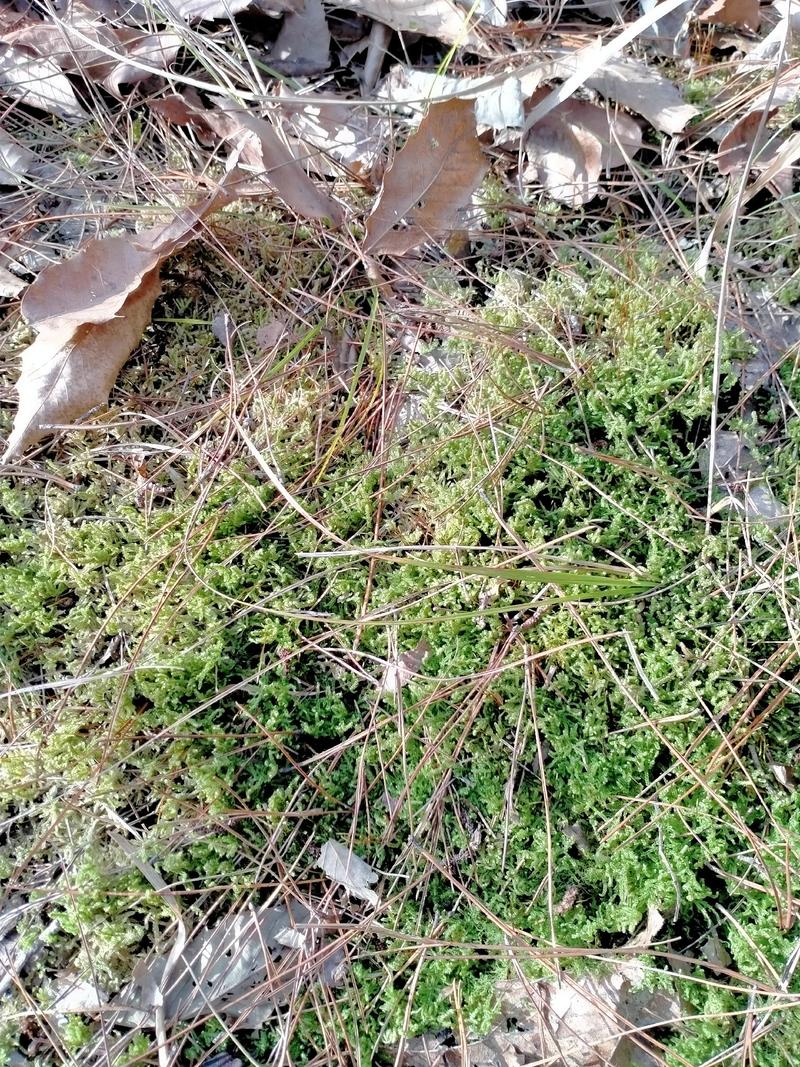 野生藓苔，种植兰花，覆盖在上面，保湿，防寒冷