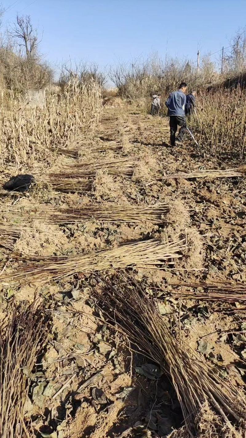 山西杜仲苗，药用杜仲苗，南北方种植基地直发，现货供应