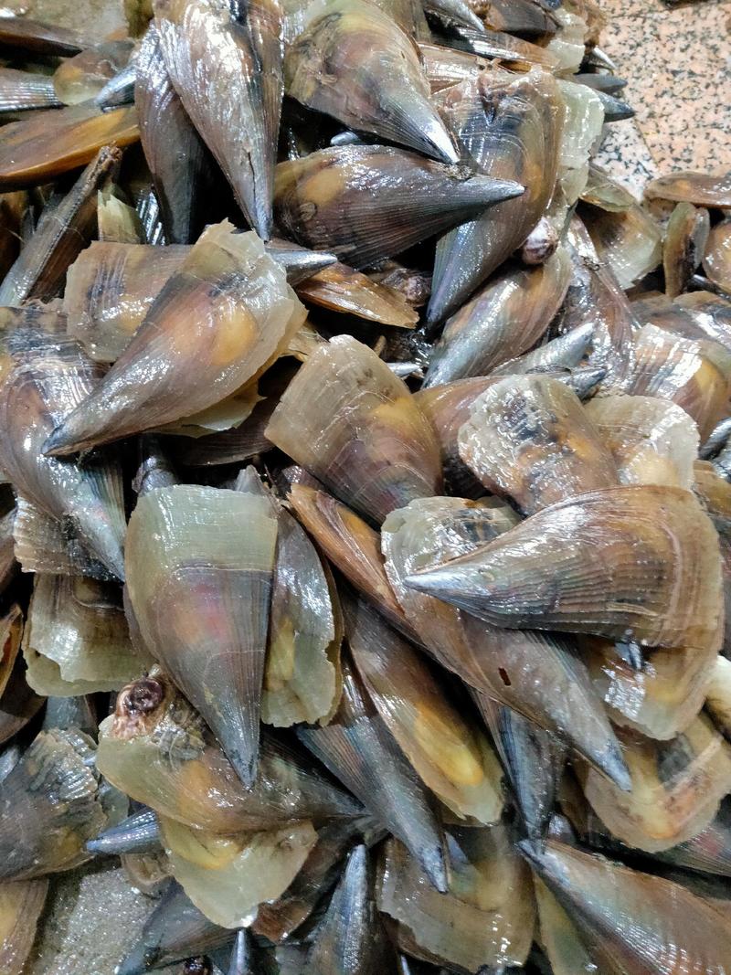 源头直销北海本港优质海鲜带子螺，适合各餐饮使用，价格便宜