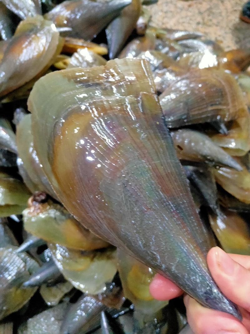源头直销北海本港优质海鲜带子螺，适合各餐饮使用，价格便宜