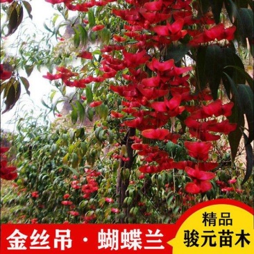 金丝吊蝴蝶树金线吊蝴蝶盆栽花卉绿植开花庭院盆景当年开花