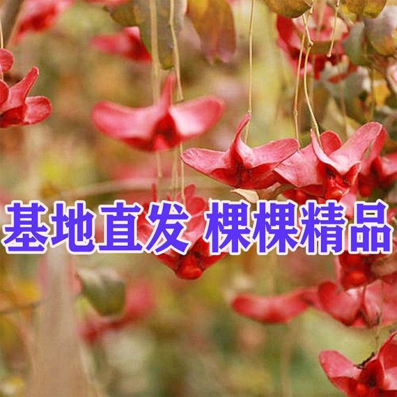 金丝吊蝴蝶树金线吊蝴蝶盆栽花卉绿植开花庭院盆景当年开花