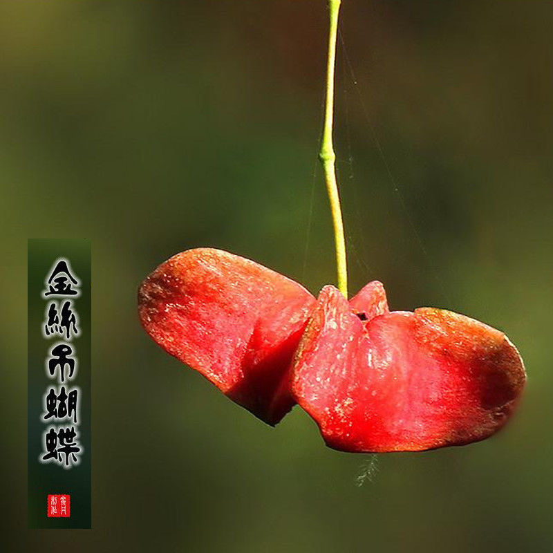 金丝吊蝴蝶树金线吊蝴蝶盆栽花卉绿植开花庭院盆景当年开花